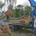 光杆带土球，裸根栾树10-20大量现货
