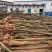 光杆带土球，裸根栾树10-20大量现货