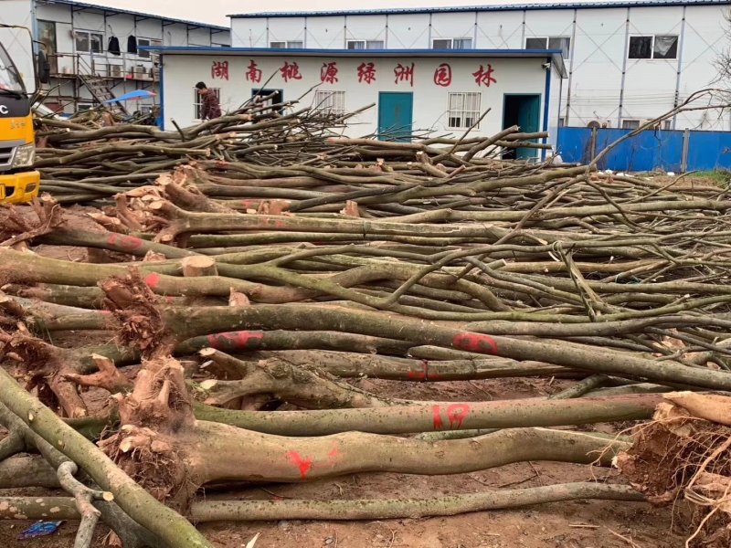 光杆带土球，裸根栾树10-20大量现货