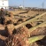 光杆带土球，裸根栾树10-20大量现货