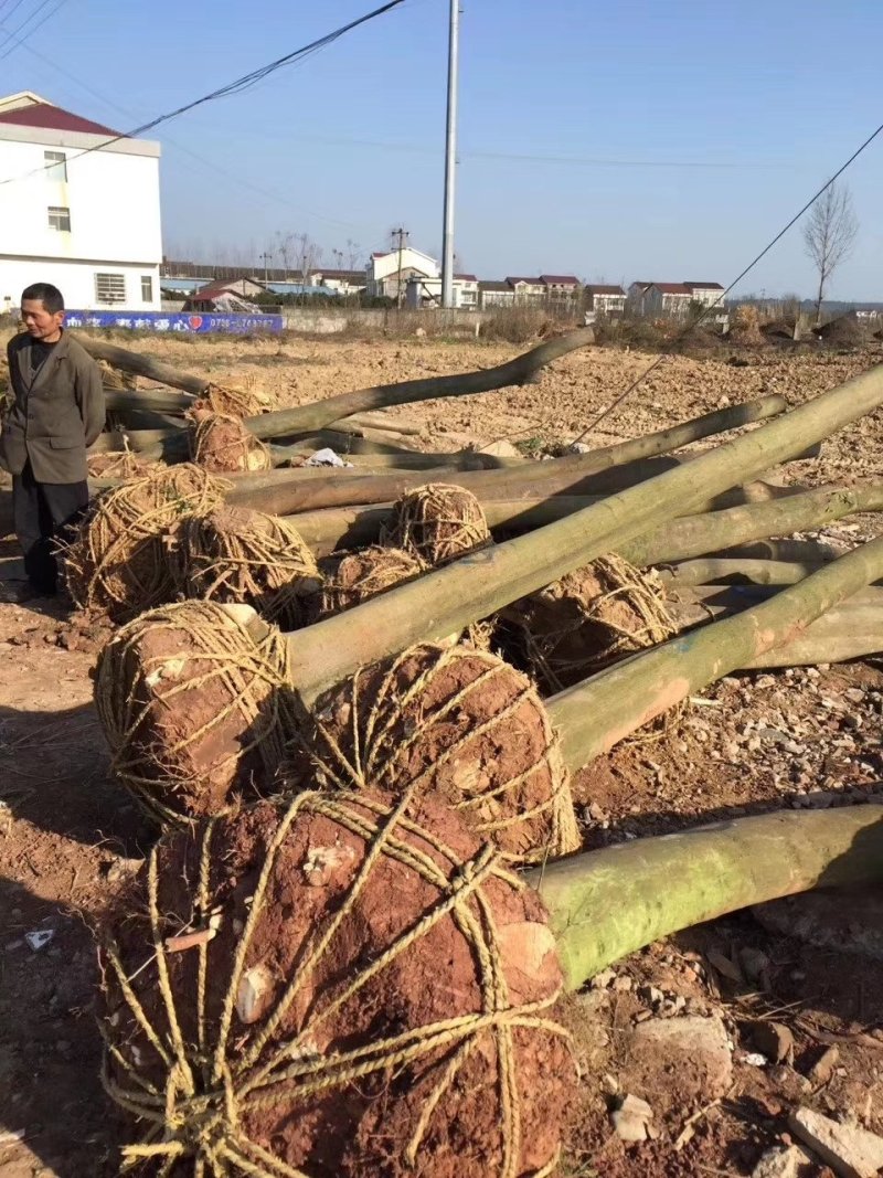 光杆带土球，裸根栾树10-20大量现货
