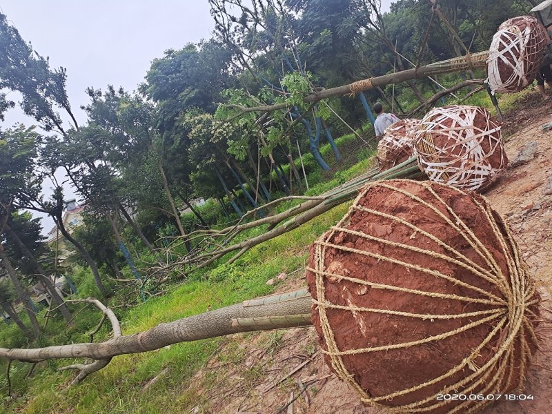 光杆带土球，裸根栾树10-20大量现货