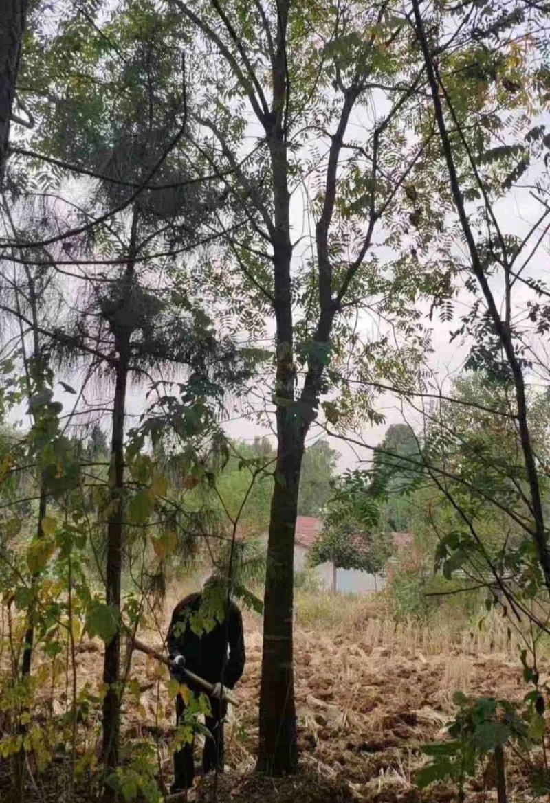 黄连木各种规格大小从生