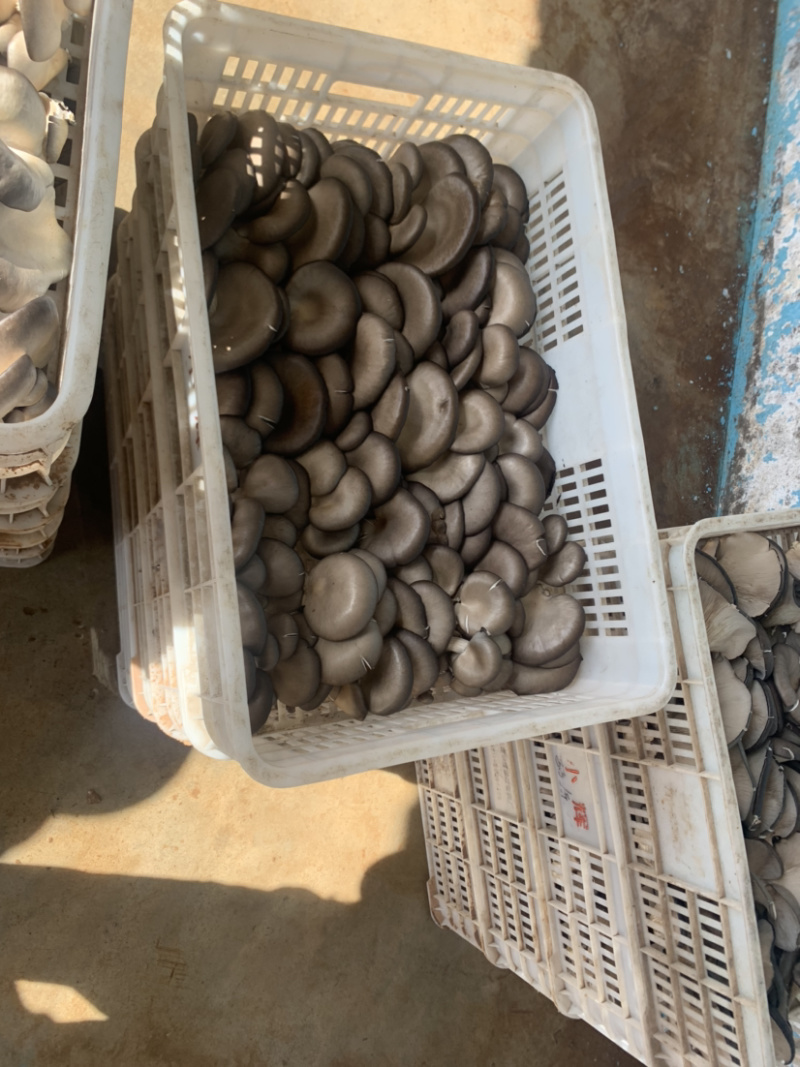 鲜平菇