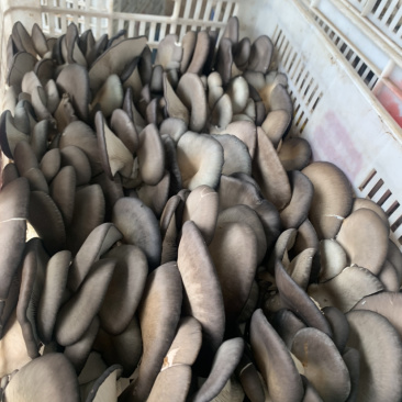鲜平菇