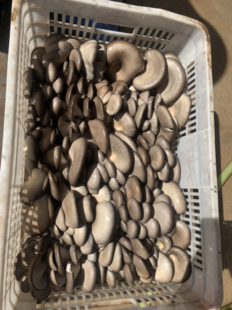 鲜平菇