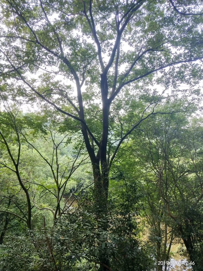 18公分至30公分朴树