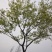 18公分至30公分朴树