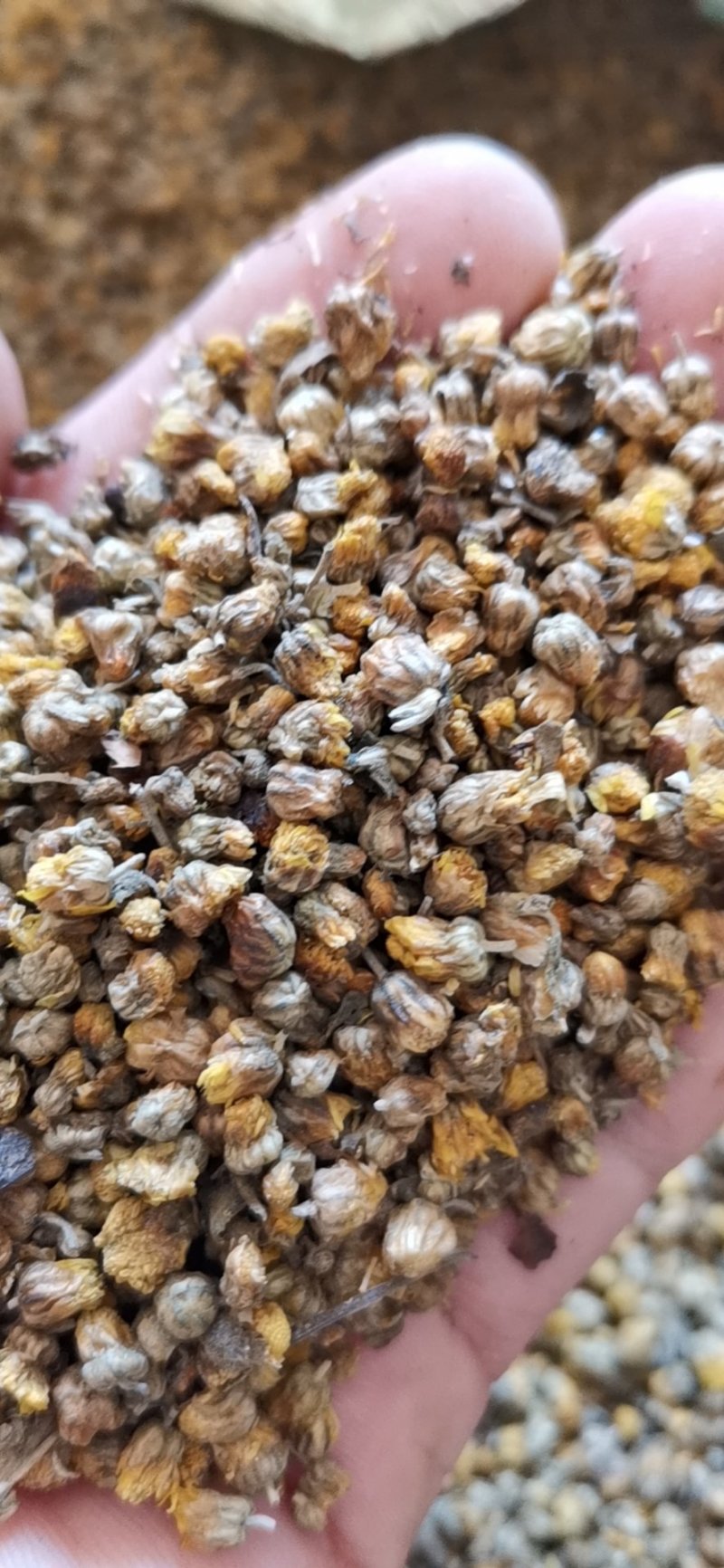 大别山野菊花，高含量野菊花颗粒，粒粒饱满，颗颗精品
