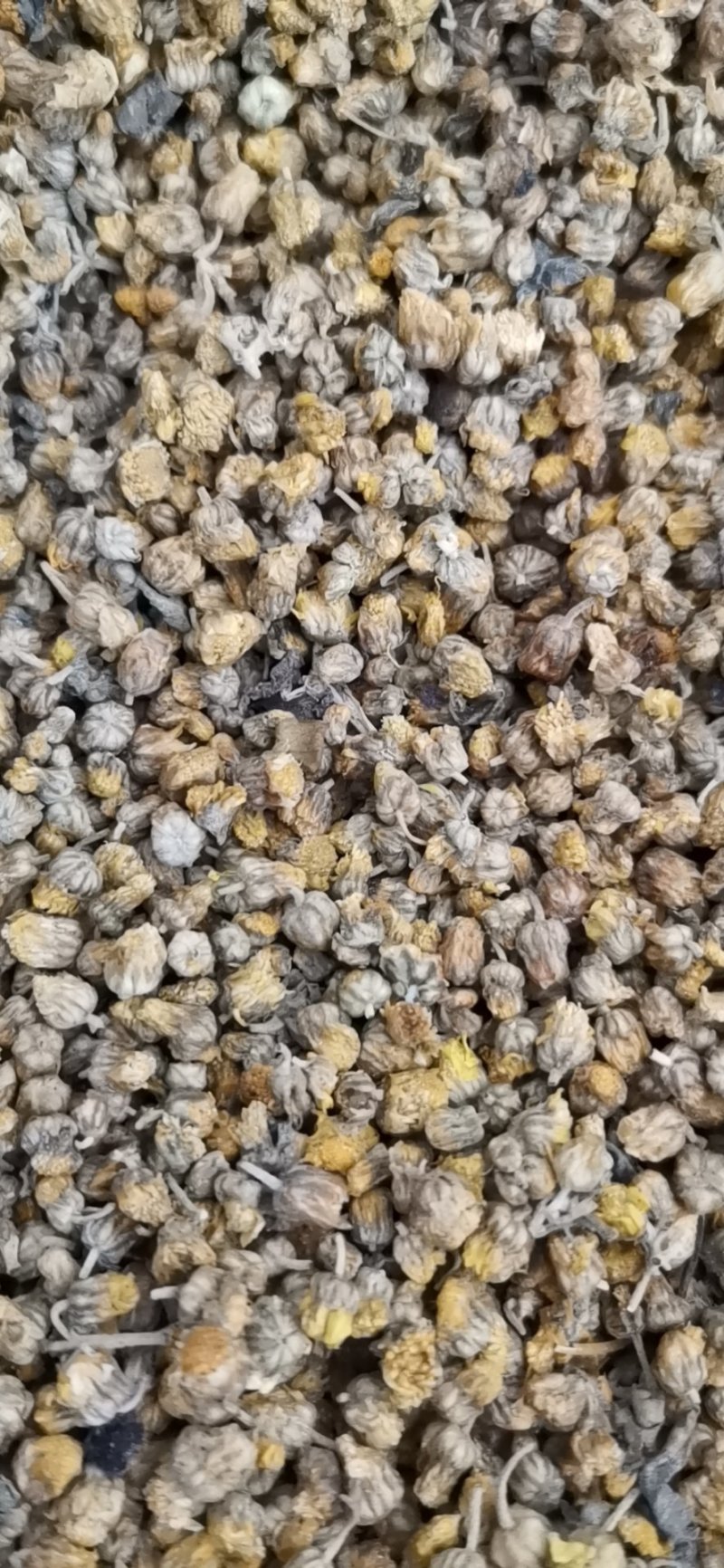 大别山野菊花，高含量野菊花颗粒，粒粒饱满，颗颗精品