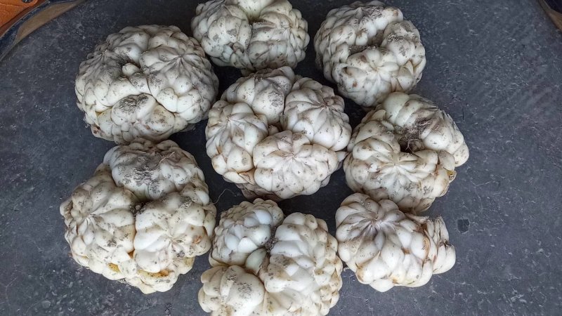 龙牙百合二头药食两用