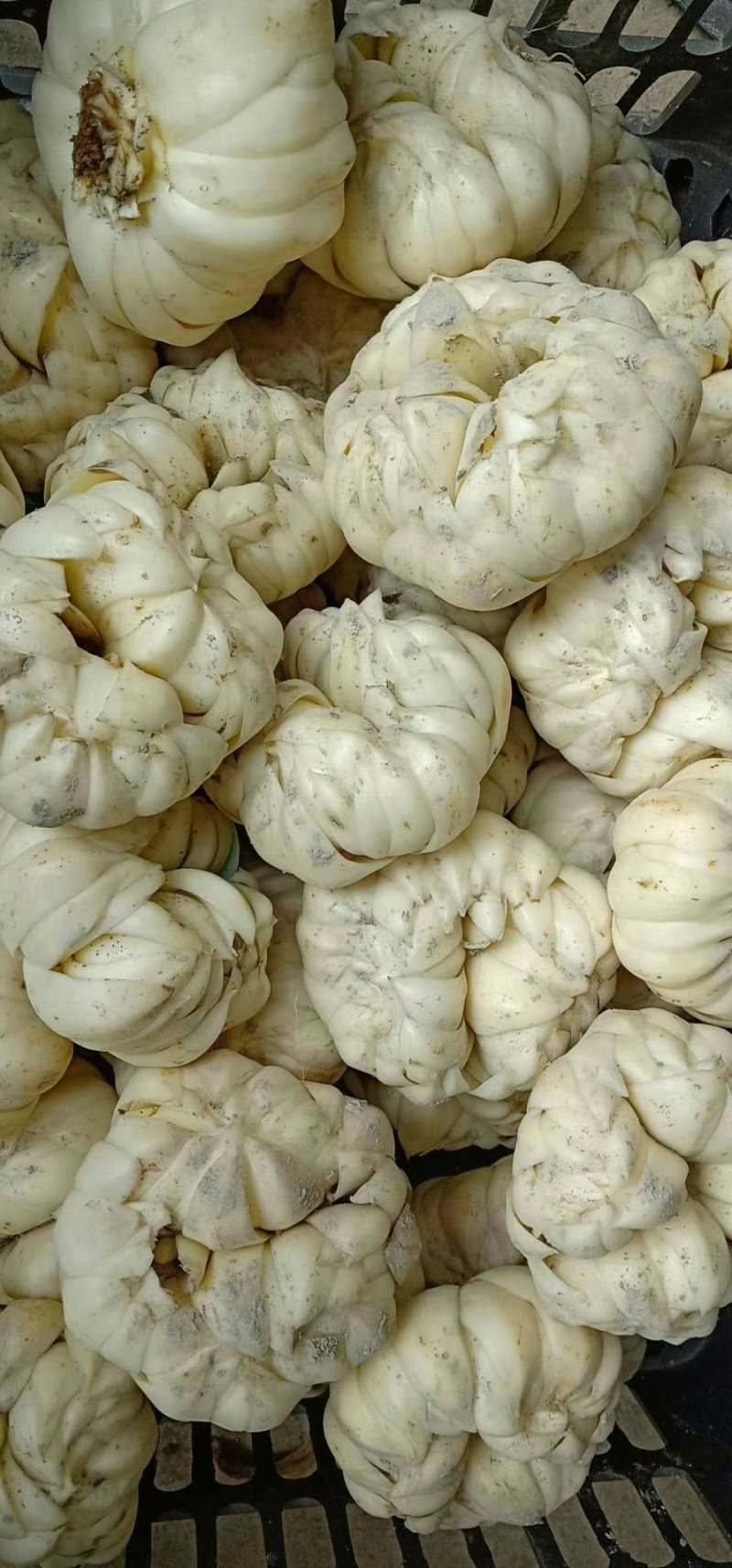 龙牙百合统货