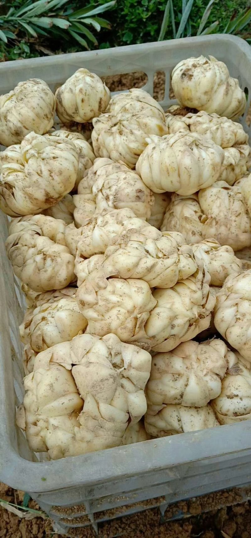 龙牙百合统货