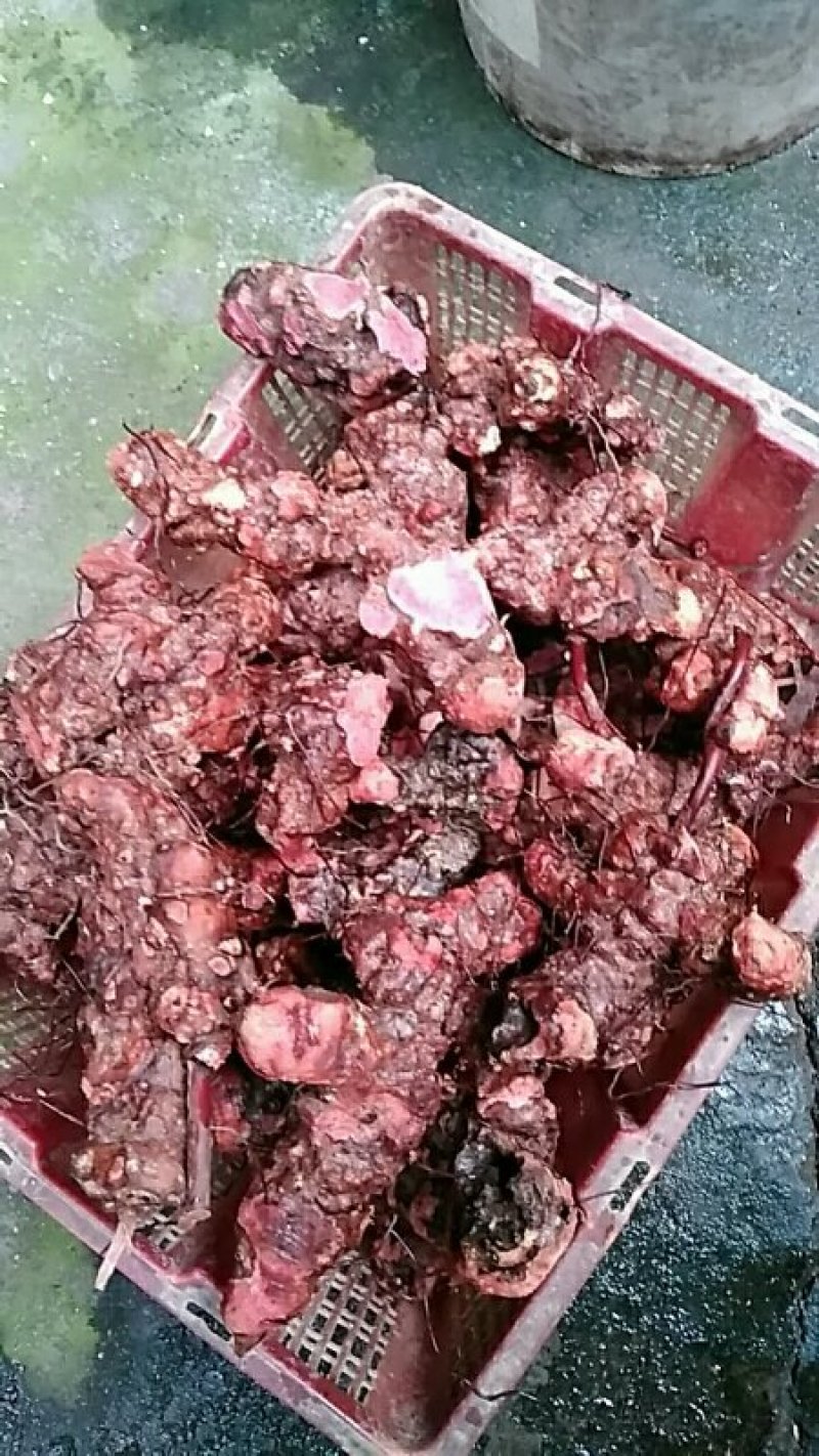 云南野生红肉土茯苓鲜货