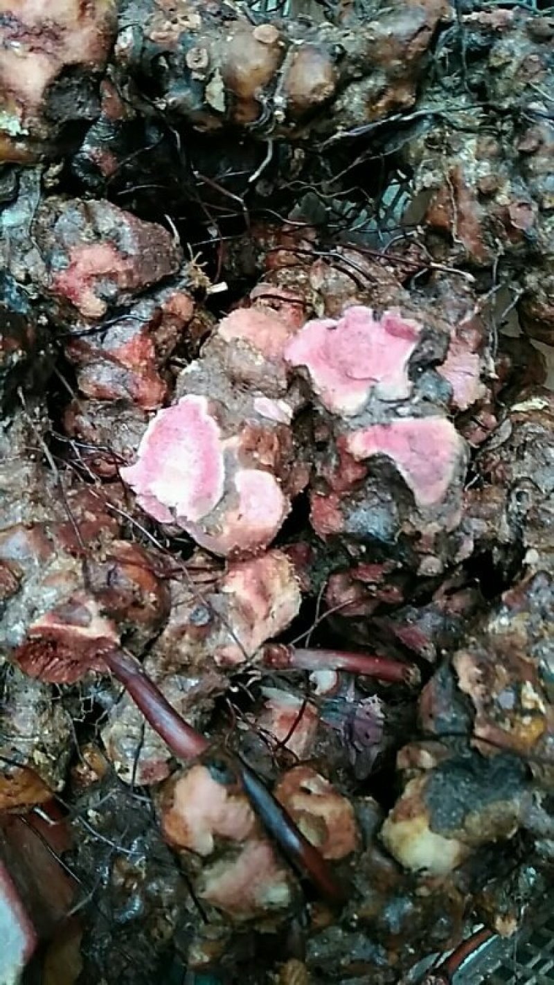 云南野生红肉土茯苓鲜货