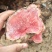 云南野生红肉土茯苓鲜货