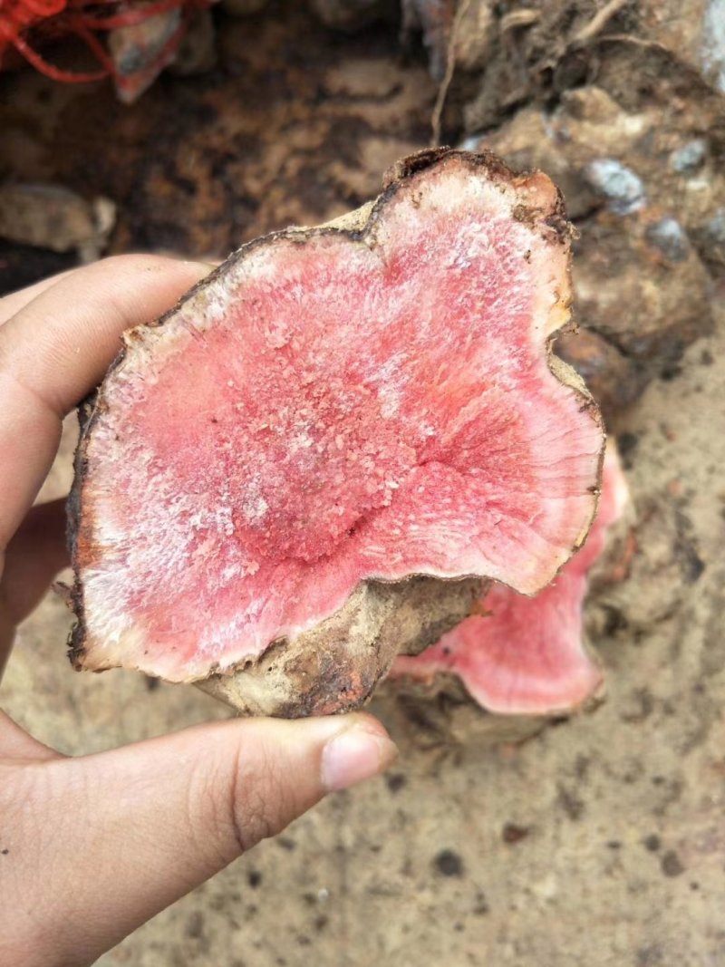 云南野生红肉土茯苓鲜货