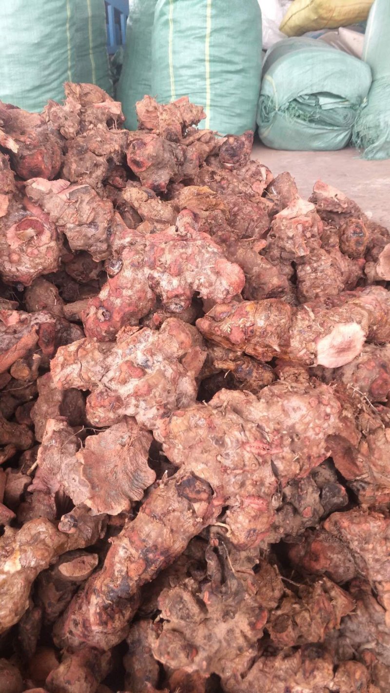 云南野生红肉土茯苓鲜货