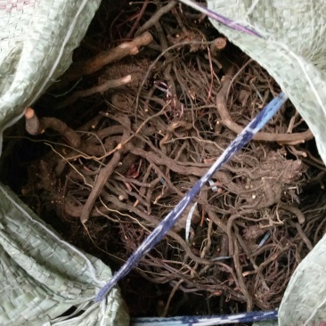 茜草茜草根地血太行山资源