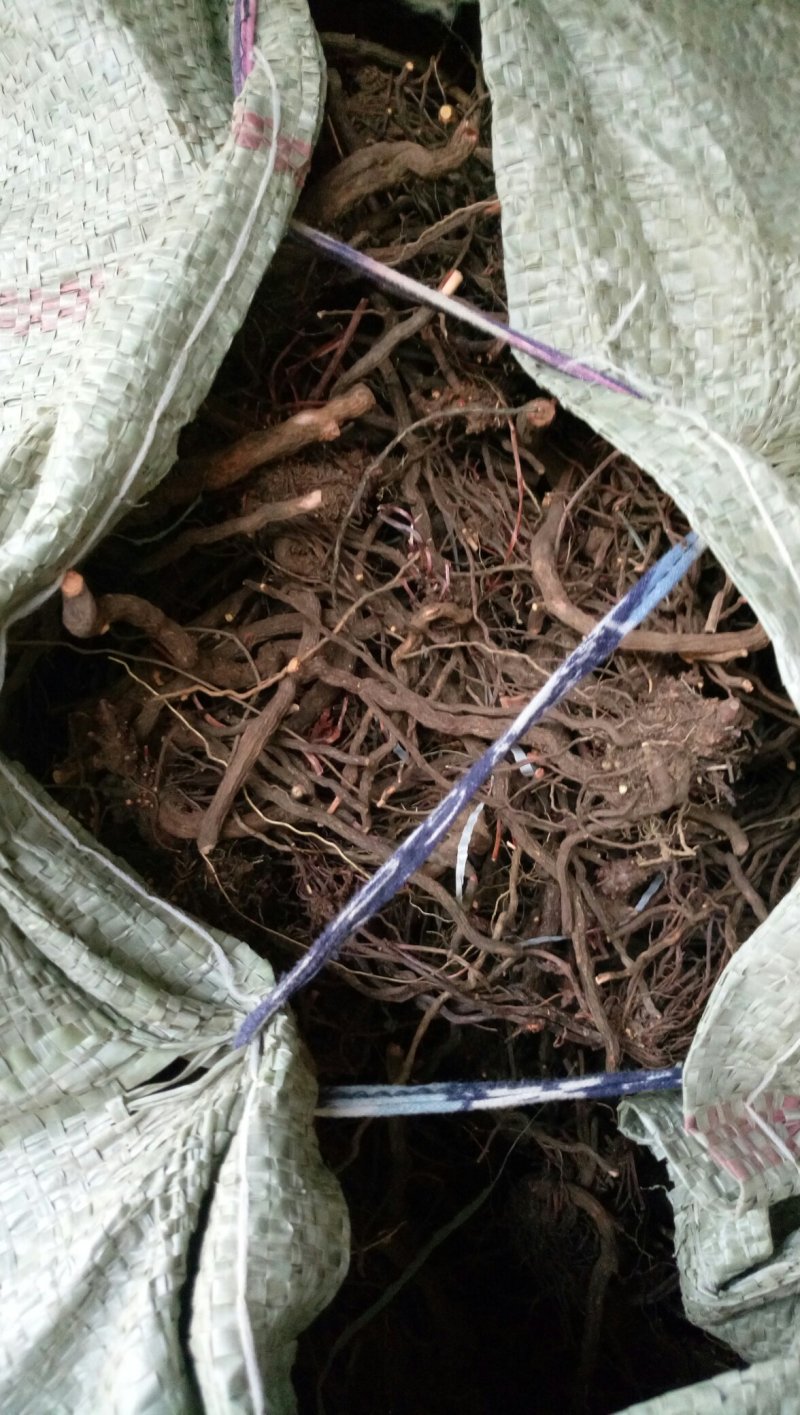 茜草茜草根地血太行山资源