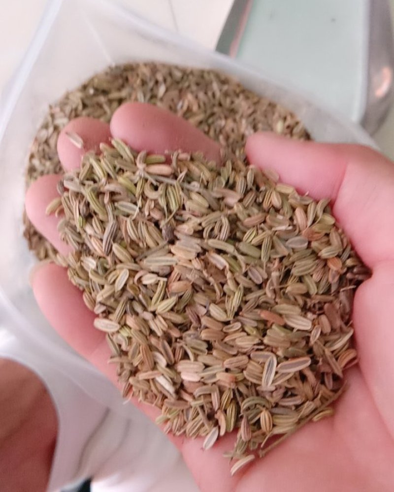 小茴香，常年批发供应药食同源小茴香中药材