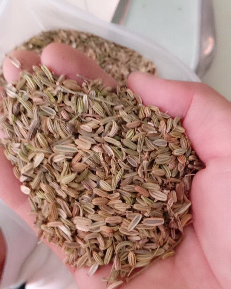 小茴香，常年批发供应药食同源小茴香中药材