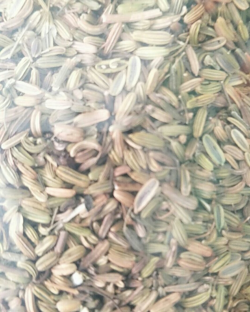 小茴香，常年批发供应小茴香