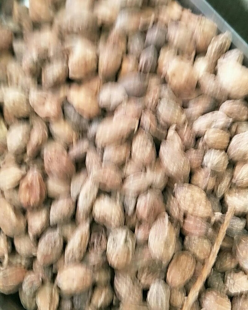 益智仁，常年批发供应，益智仁，中药材