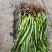 带叶兜兰苗广西原生硬叶兜兰绿植盆栽造景新鲜种植简单易活