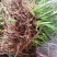 带叶兜兰苗广西原生硬叶兜兰绿植盆栽造景新鲜种植简单易活