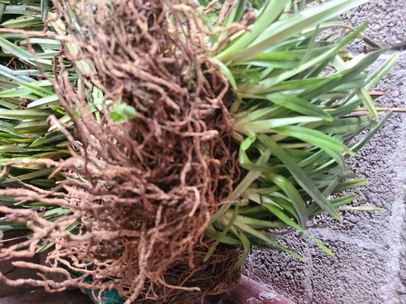 带叶兜兰苗广西原生硬叶兜兰绿植盆栽造景新鲜种植简单易活