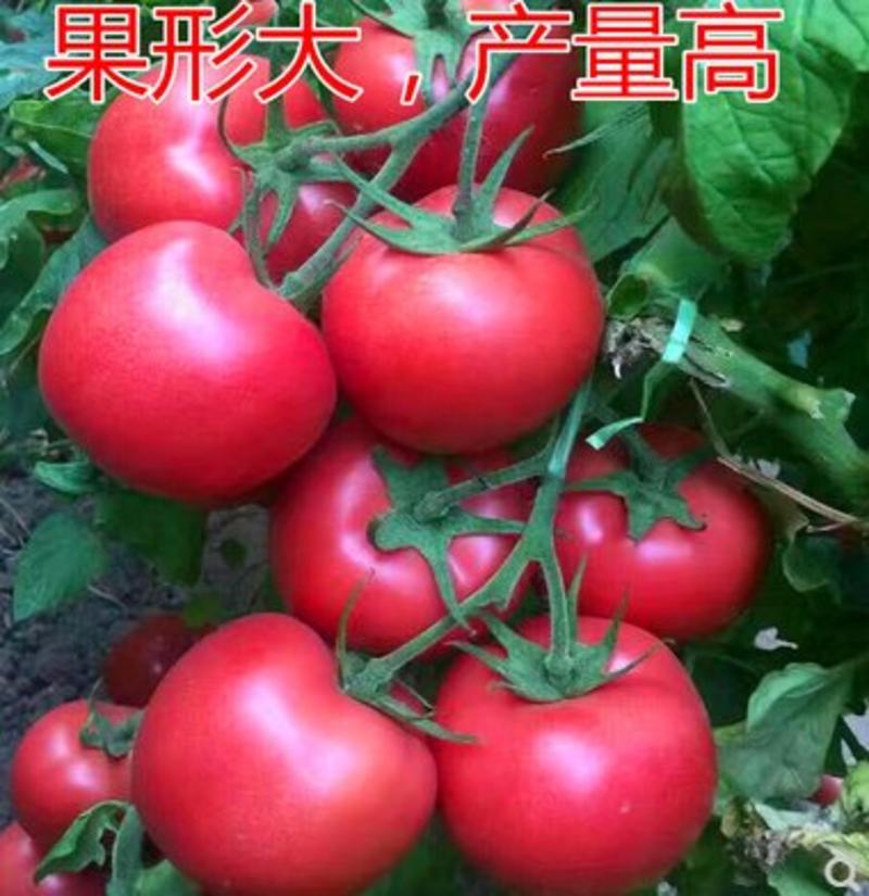 西红柿苗番茄苗红果粉果，大果，亮粉柿子苗