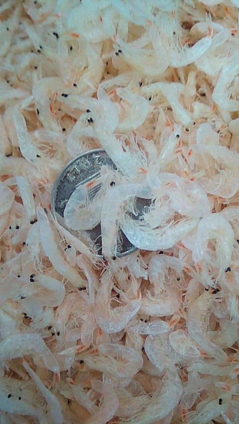 虾皮厂家直销两千多种淡干，盐干品种多欢迎选购一件代发