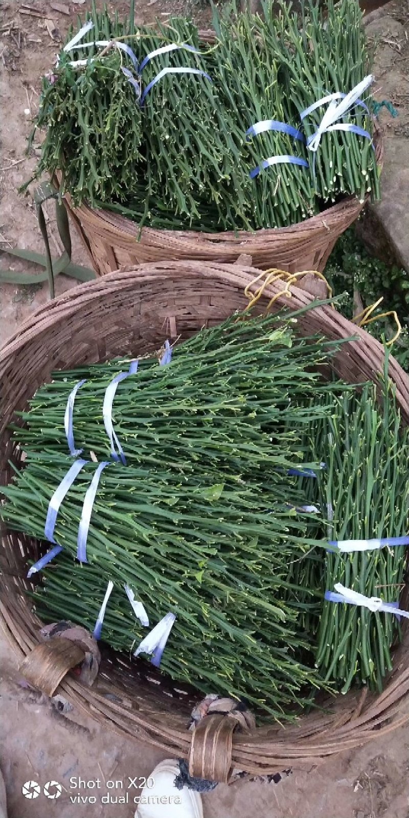 纽荷尔新系，橙苗纽荷尔芽变出来的优质品种商品果率高！