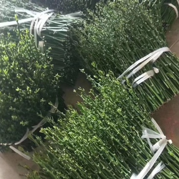 纽荷尔新系，橙苗纽荷尔芽变出来的优质品种商品果率高！