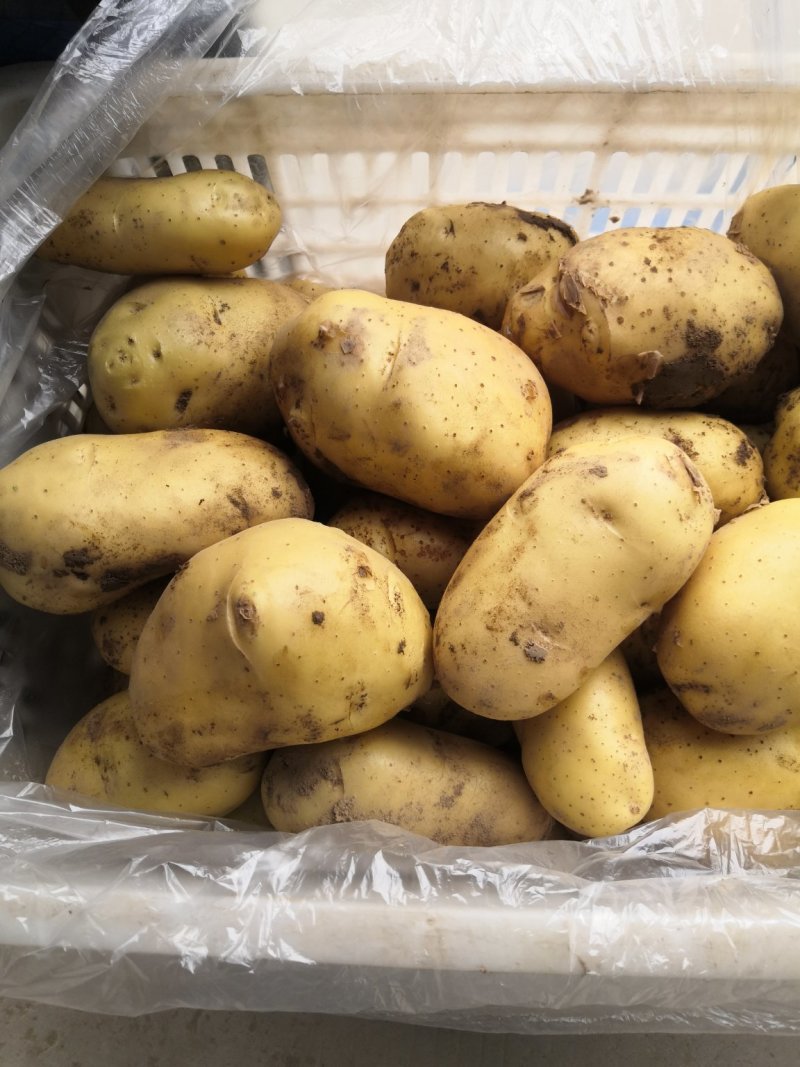 荷兰15