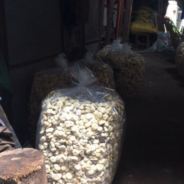 茶树菇