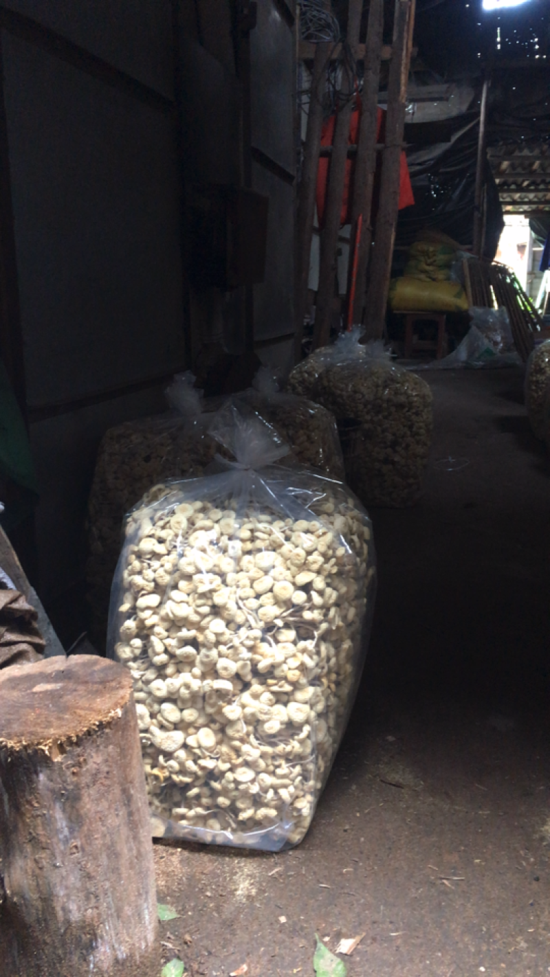 茶树菇