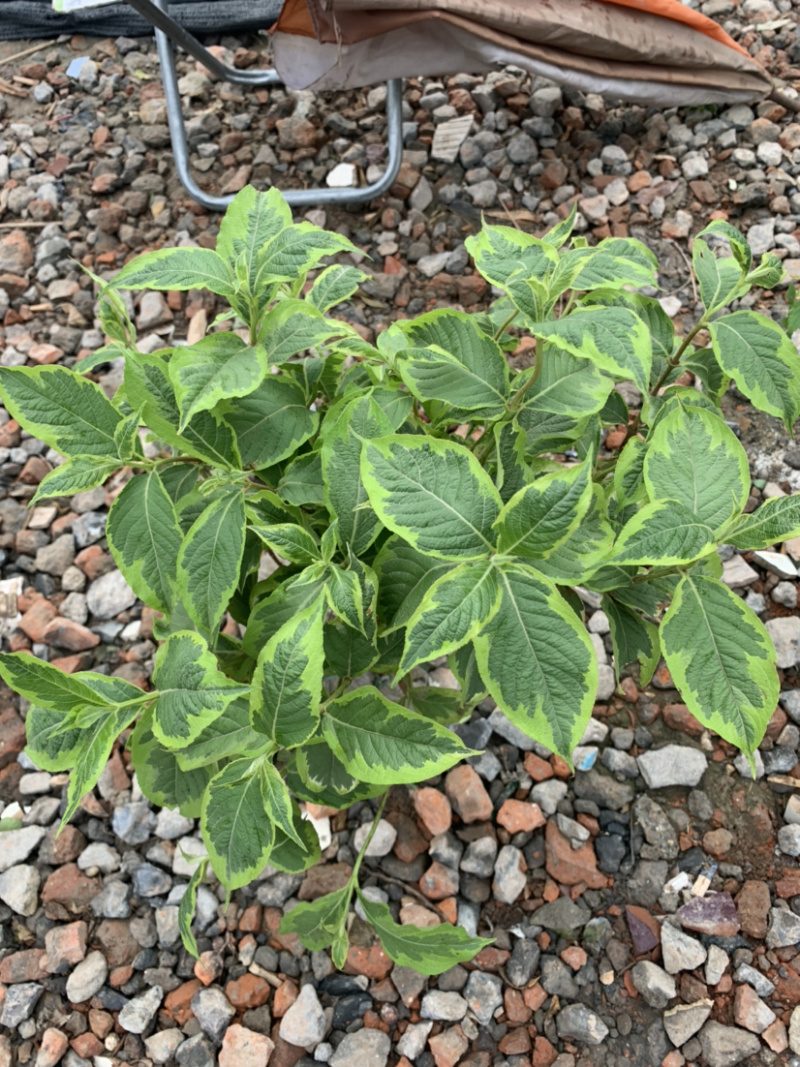 花叶锦带，彩叶锦带，五彩锦带，
