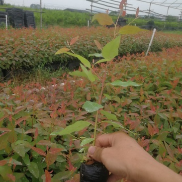 桉树苗规格15～35广29量大从优
