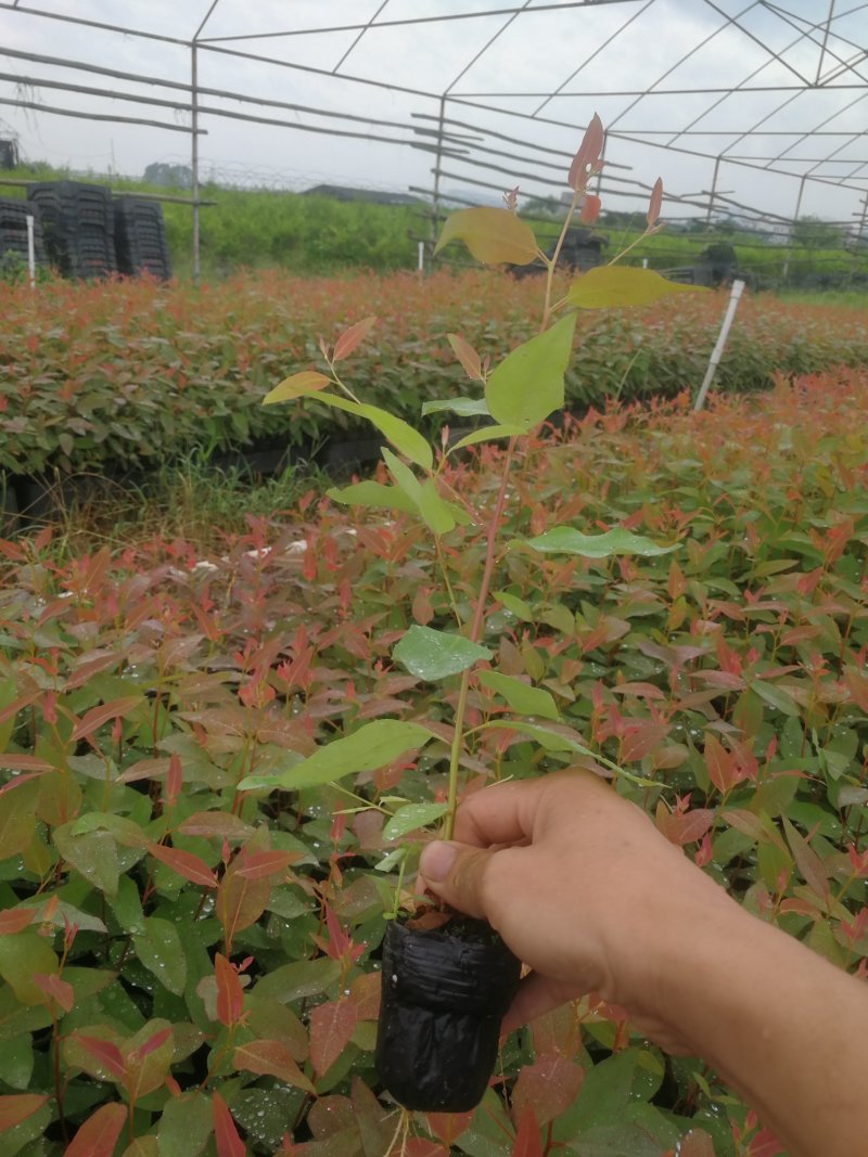 桉树苗规格15～35广29量大从优