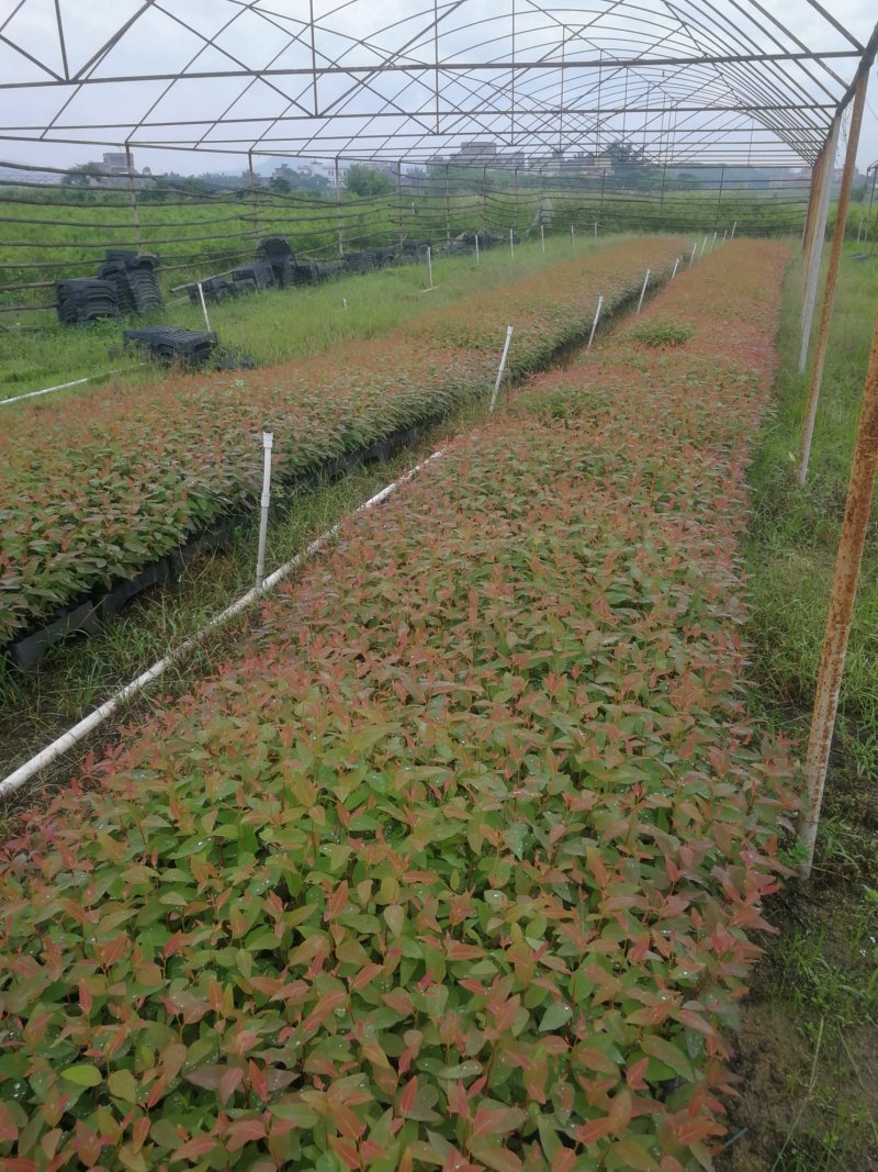 桉树苗规格15～35广29量大从优
