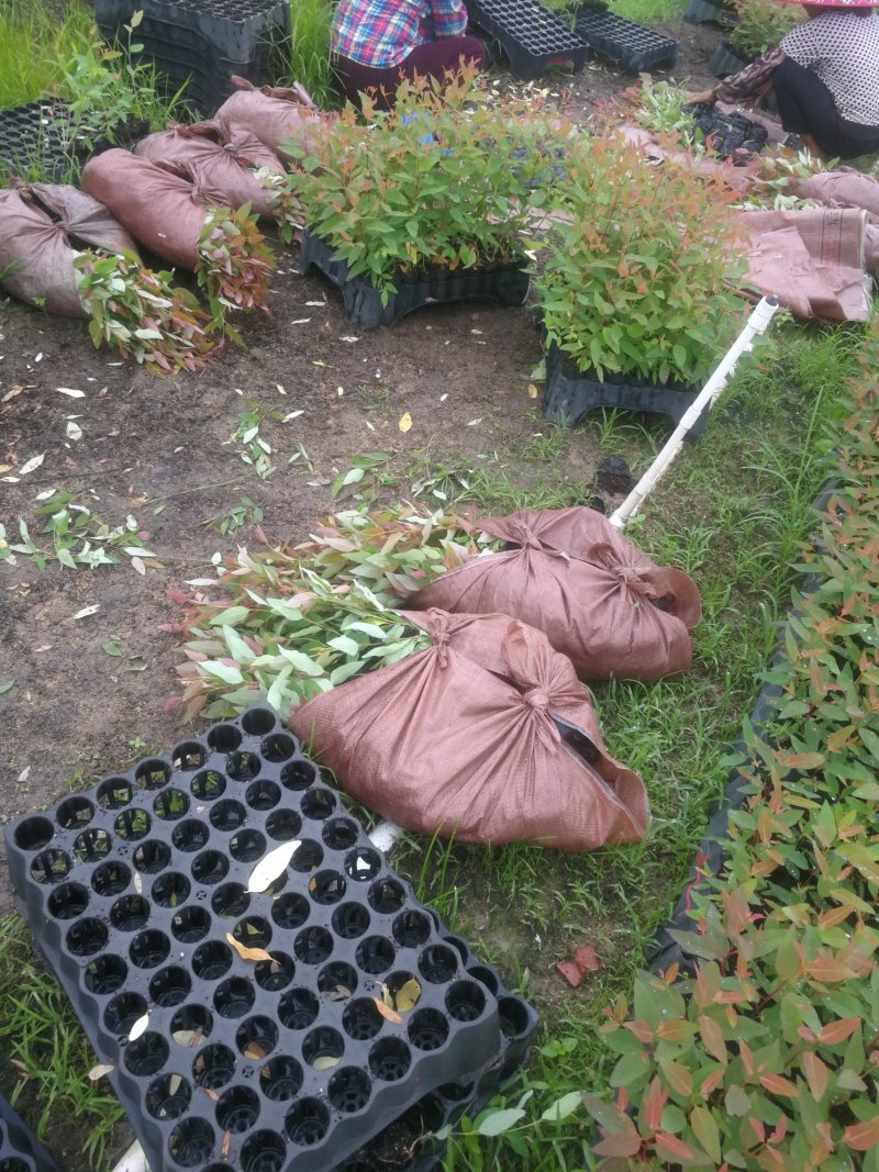 桉树苗规格15～35广29量大从优