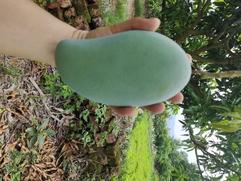 芒果之乡百色田东金煌芒果，支持一件代发！