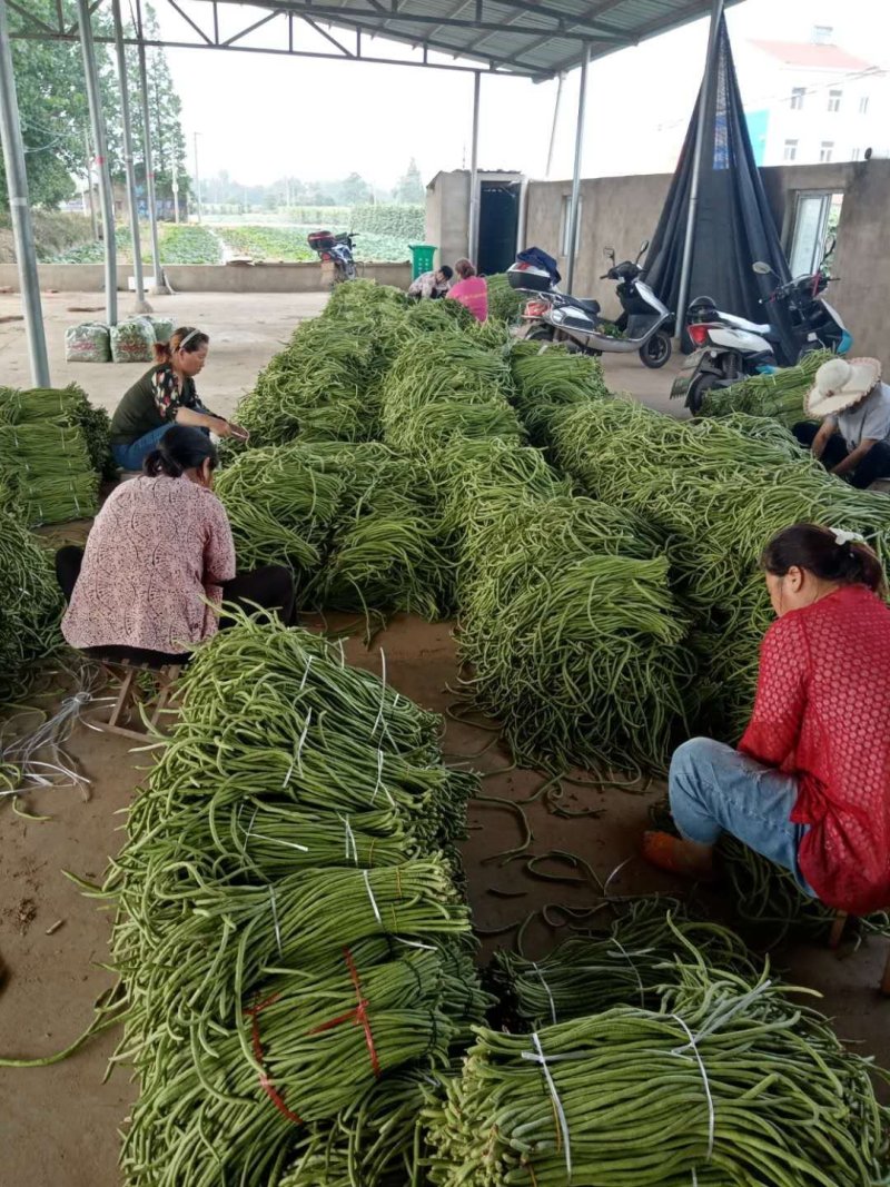 精品长豆角河南开封豆角，青条长豆角，豇豆角。质量好品质