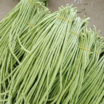 精品长豆角河南开封豆角，青条长豆角，豇豆角。质量好品质