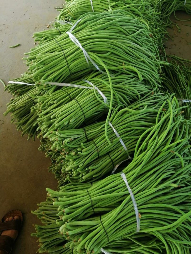 精品长豆角河南开封豆角，青条长豆角，豇豆角。质量好品质