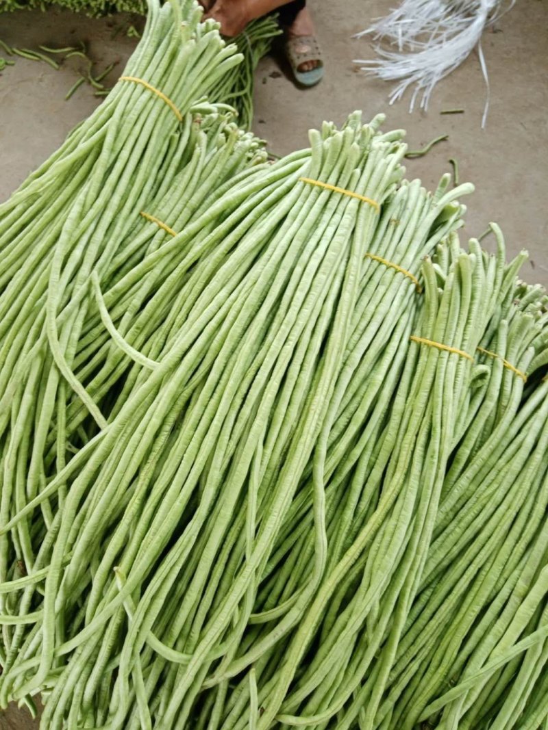 精品长豆角河南开封豆角，青条长豆角，豇豆角。质量好品质