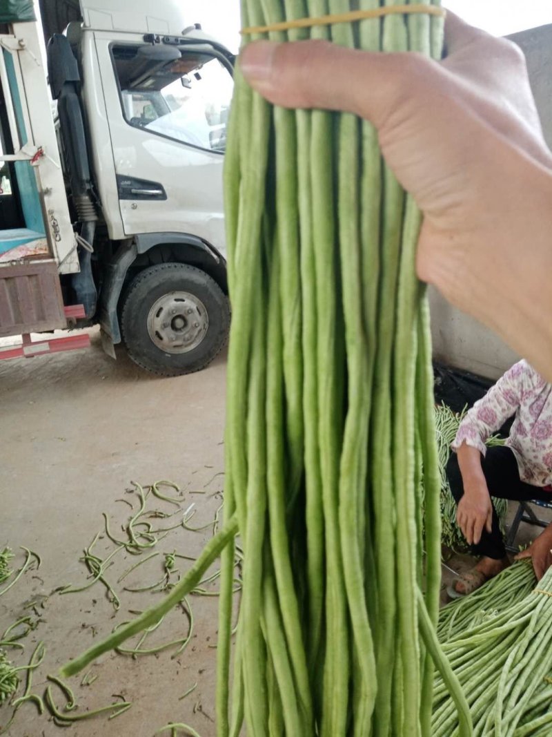 精品长豆角河南开封豆角，青条长豆角，豇豆角。质量好品质