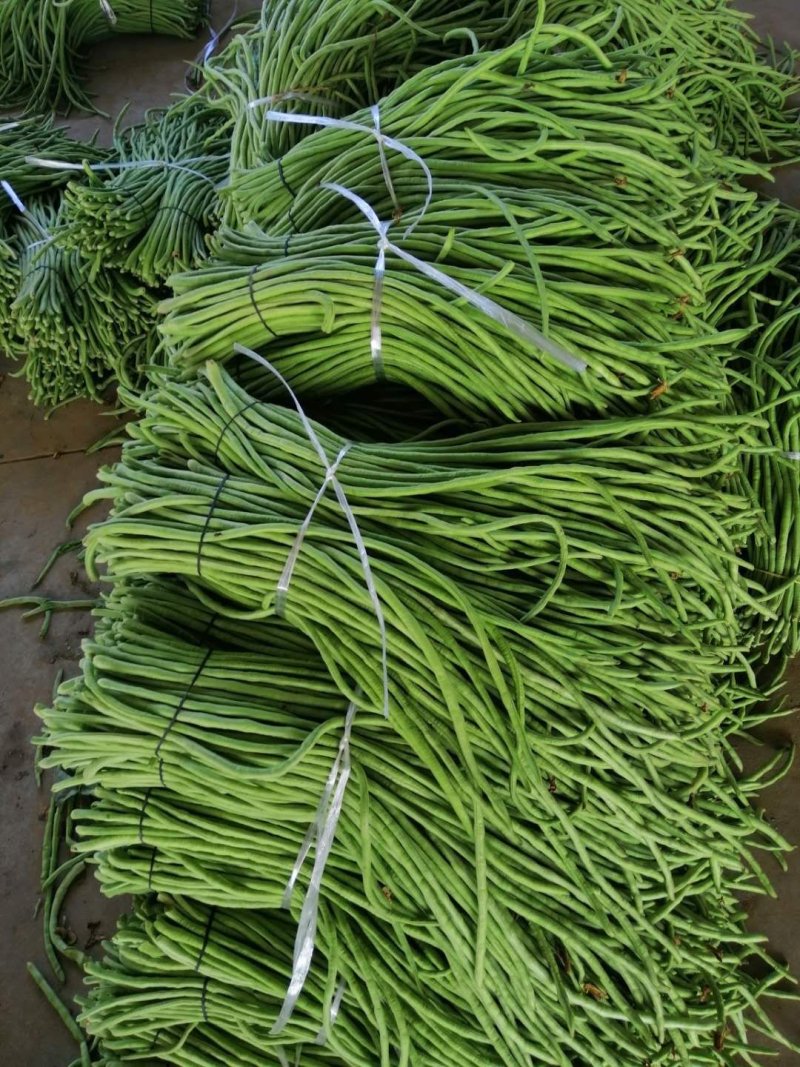 精品长豆角河南开封豆角，青条长豆角，豇豆角。质量好品质